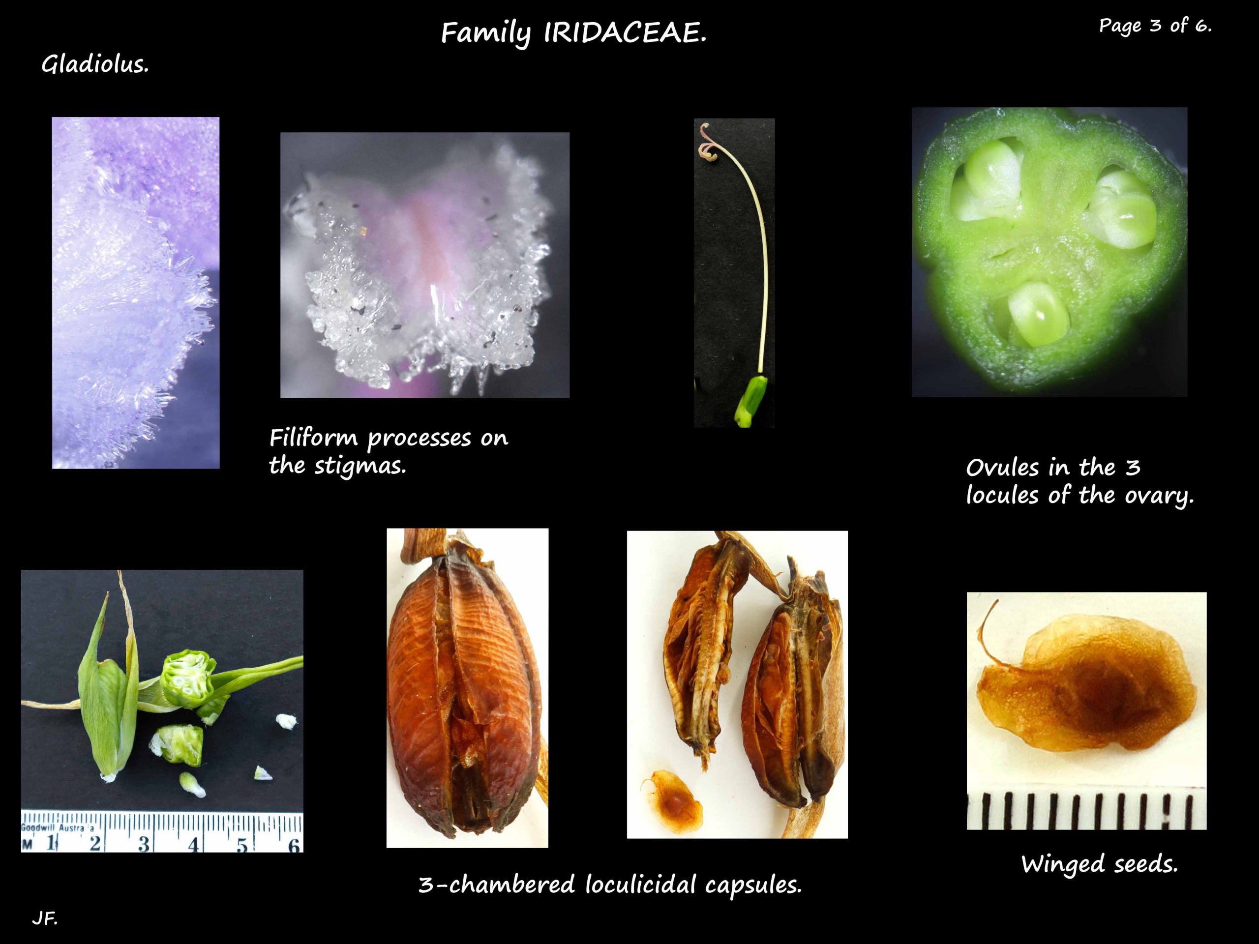 3 Gladiolus capsules